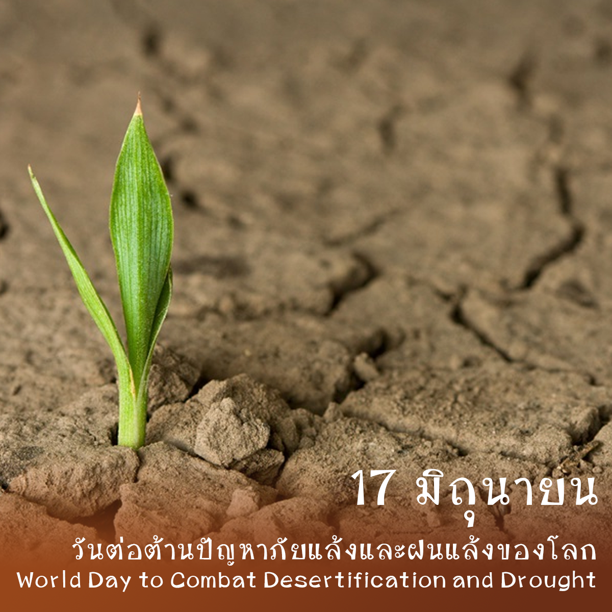 วันต่อต้านปัญหาภัยแล้งและฝนแล้งของโลก (World Day to Combat Desertification and Drought)