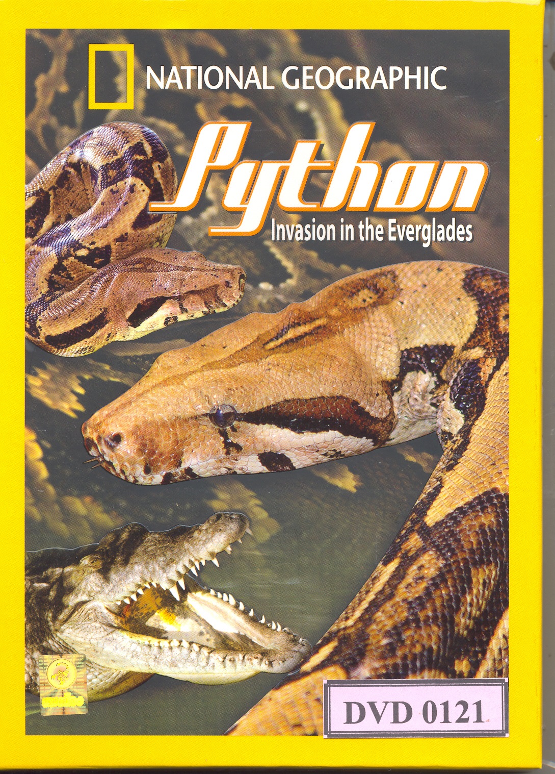 Python Invasion in the Everglades 