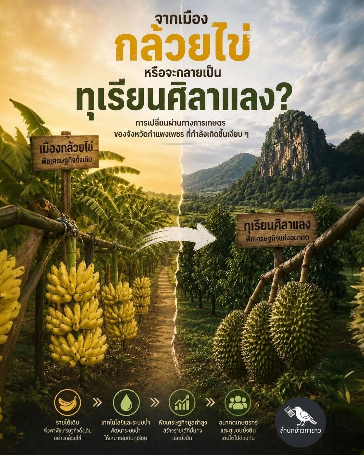 จากเมืองกล้วยไข่ หรือจะกลายเป็น ทุเรียนศิลาแลง​ การเปลี่ยนผ่านทางการเกษตรของจังหวัดกำแพงเพชร ที่กำลังเกิดขึ้นเงียบ ๆ
