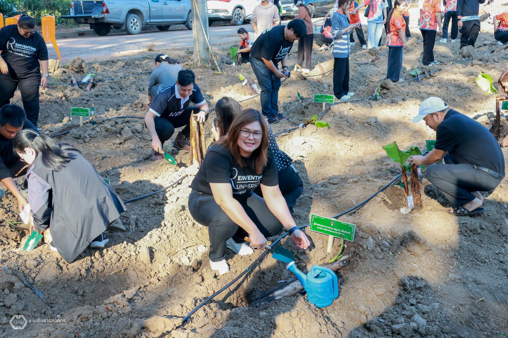 7. กิจกรรมปลูกกล้วยไข่กำแพงเพชร ปี 2568