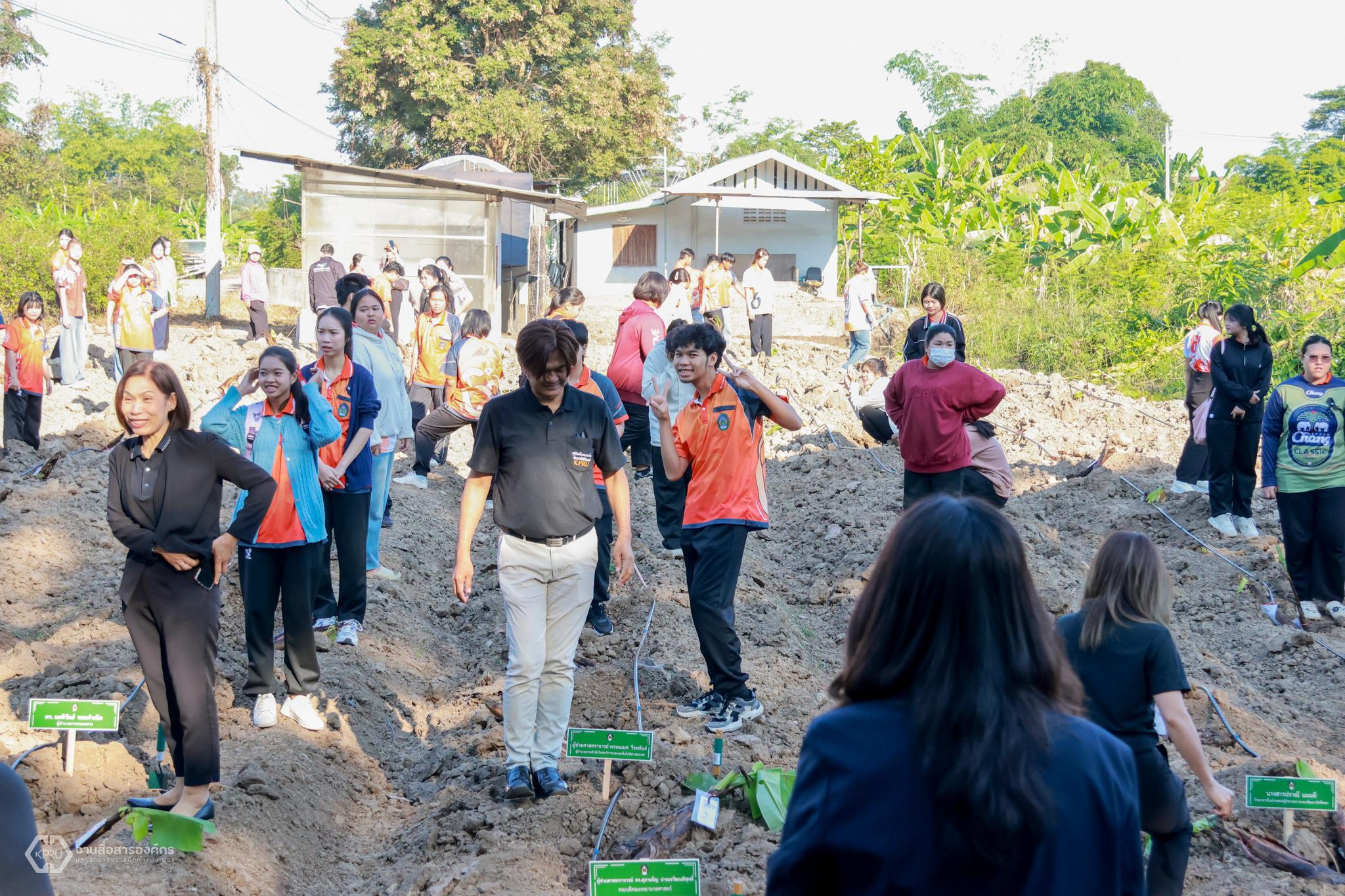 8. กิจกรรมปลูกกล้วยไข่กำแพงเพชร ปี 2568