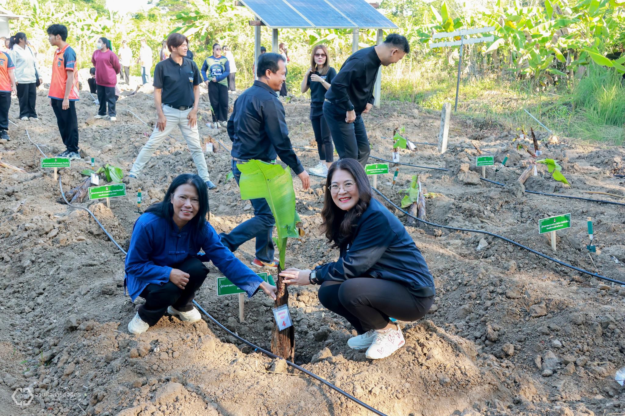 9. กิจกรรมปลูกกล้วยไข่กำแพงเพชร ปี 2568