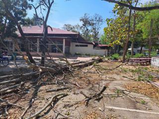 3. ต้นไม้ล้มทับสาย Fiber optic หน้าโรงอาหาร