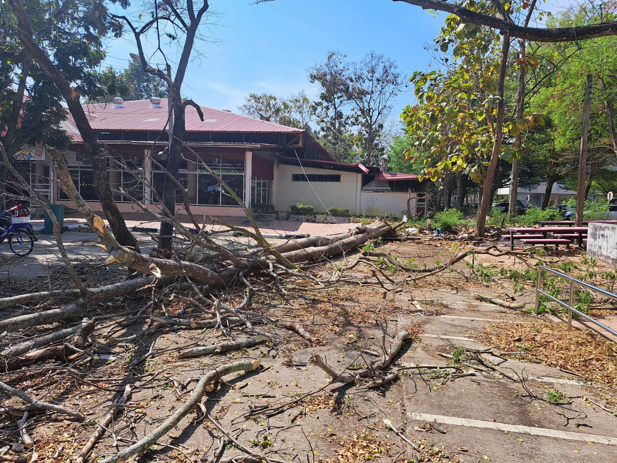 ต้นไม้ล้มทับสาย Fiber optic หน้าโรงอาหาร